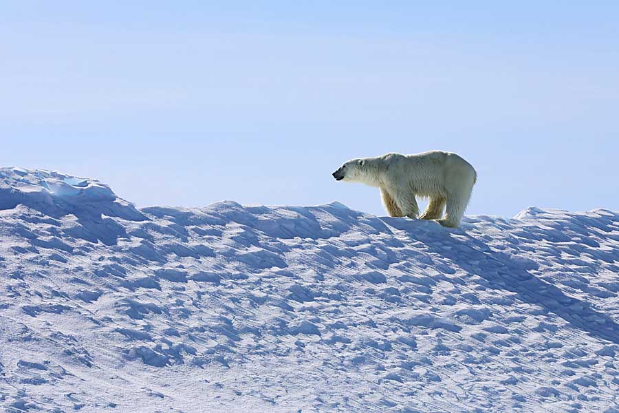 Polar Bear (Ursus maritimus)