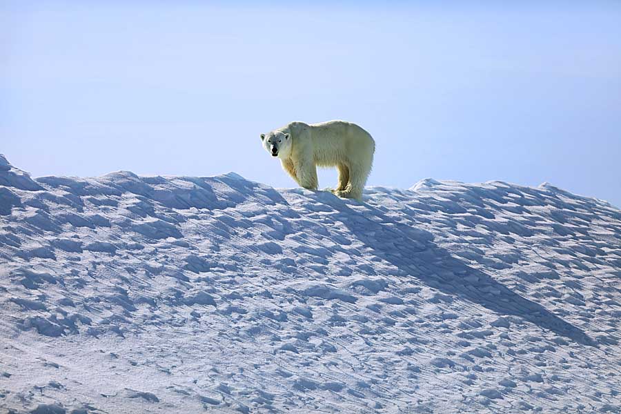 Polar Bear (Ursus maritimus)