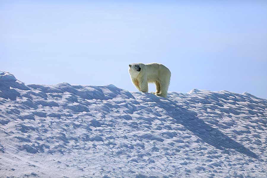 Polar Bear (Ursus maritimus)