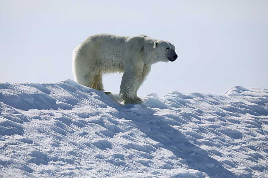 Polar Bear (Ursus maritimus)
