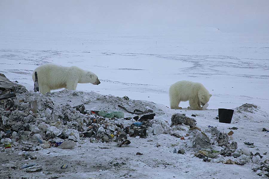 Naturepics: Polar Bears, Resolute, Canada
