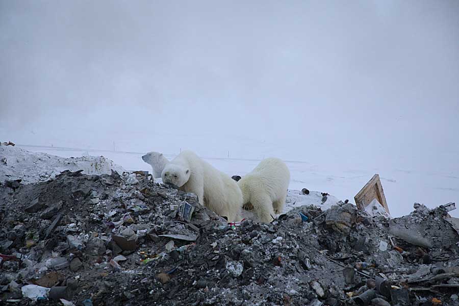 Polar Bear (Ursus maritimus)