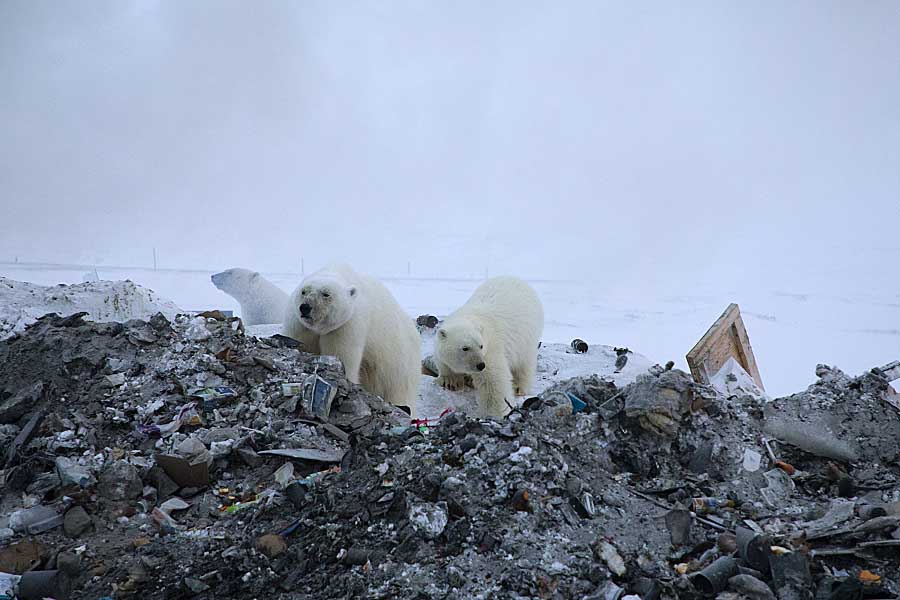 Polar Bear (Ursus maritimus)