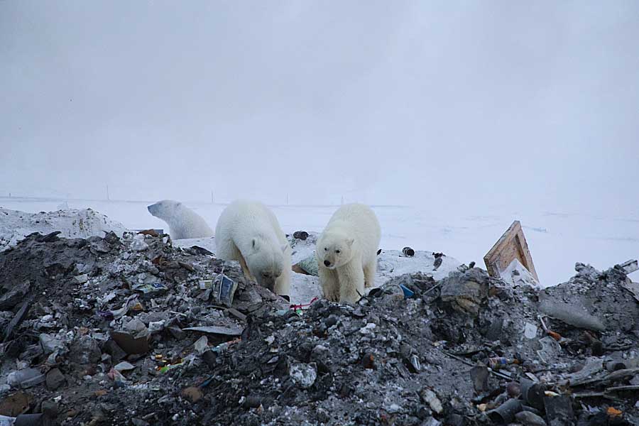 Polar Bear (Ursus maritimus)