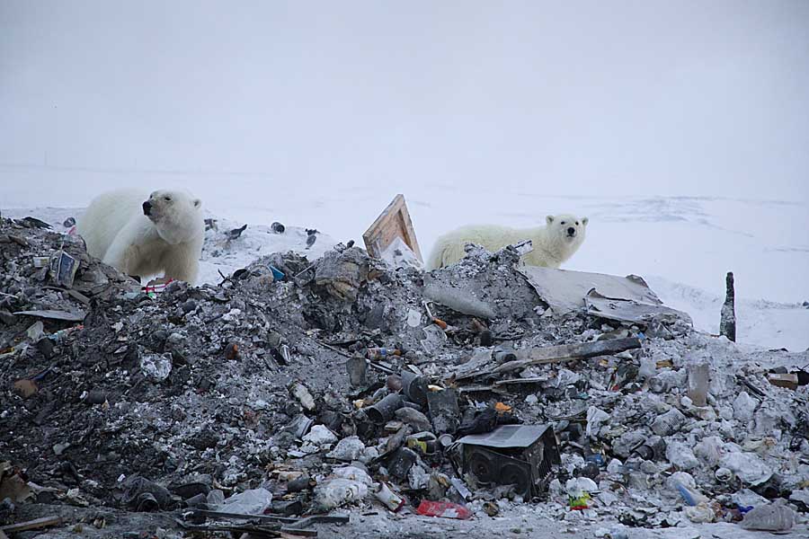 Polar Bear (Ursus maritimus)