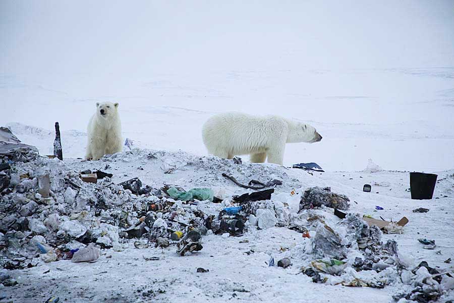 Polar Bear (Ursus maritimus)