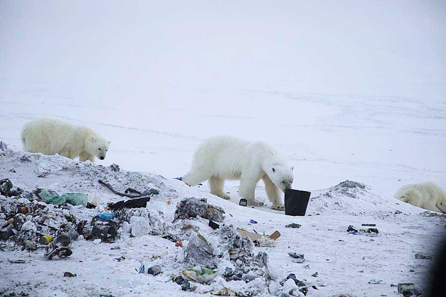 Polar Bear (Ursus maritimus)