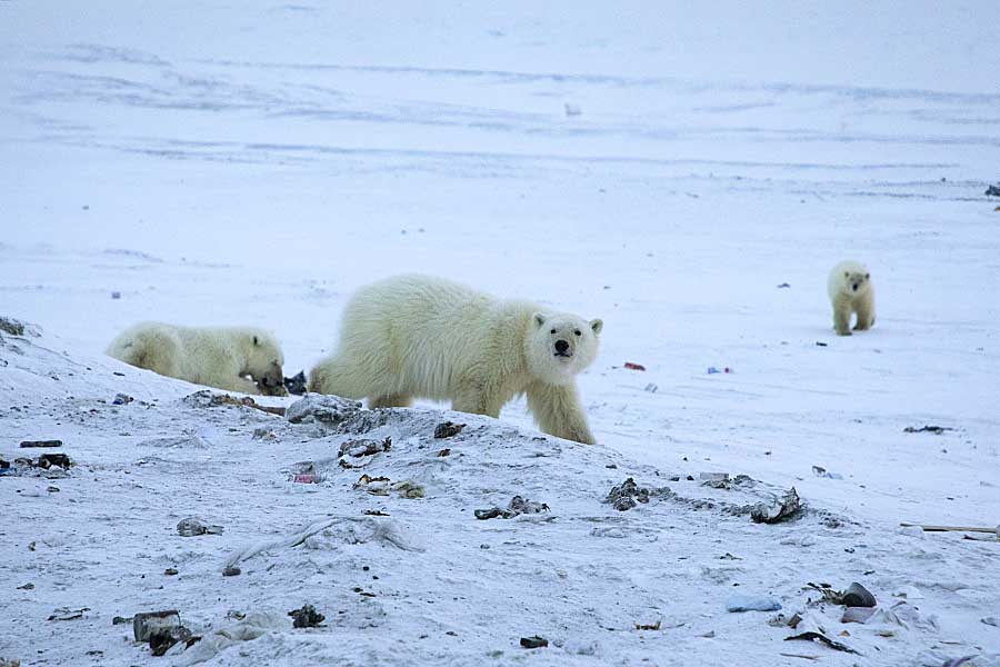 Polar Bear (Ursus maritimus)