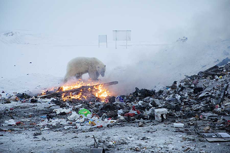 Polar Bear (Ursus maritimus)