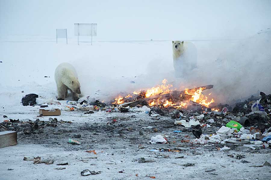 Polar Bear (Ursus maritimus)