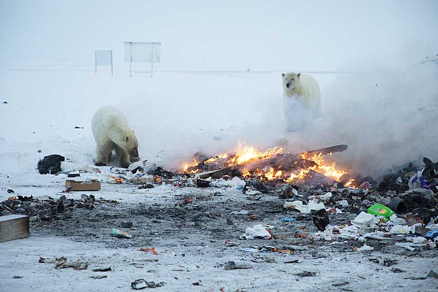 Polar Bear (Ursus maritimus)
