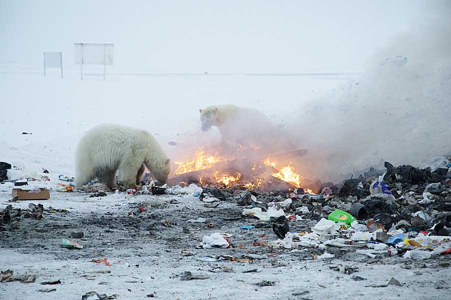 Polar Bear (Ursus maritimus)
