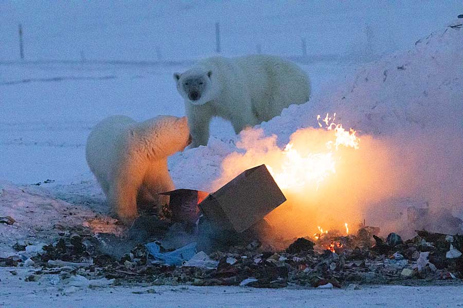Polar Bear (Ursus maritimus)
