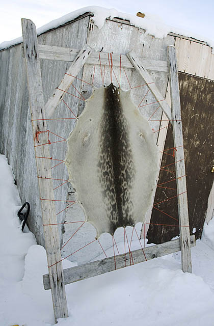 Ringed Seal (Phoca hispida)