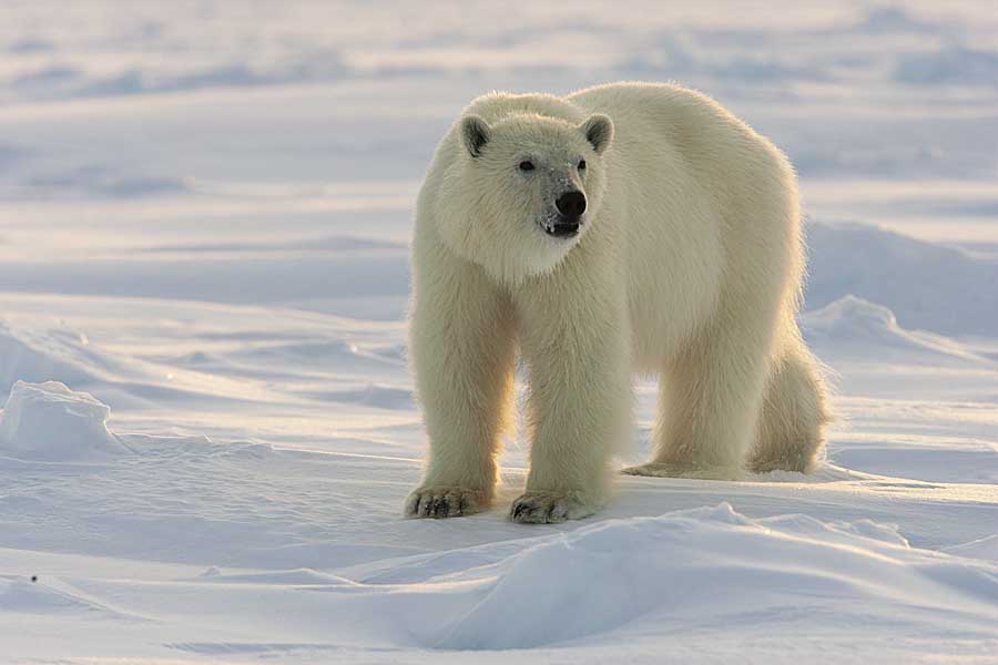 Polar Bear (Ursus maritimus)