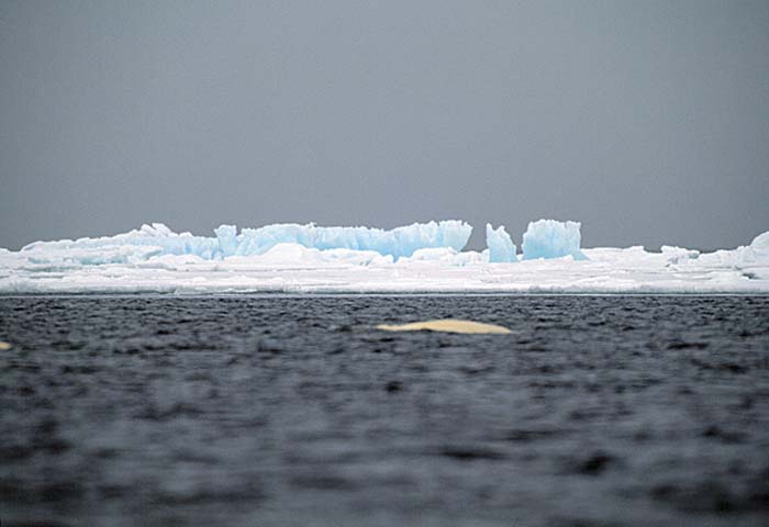 Arctic scenics. Nunavut to Norway.
