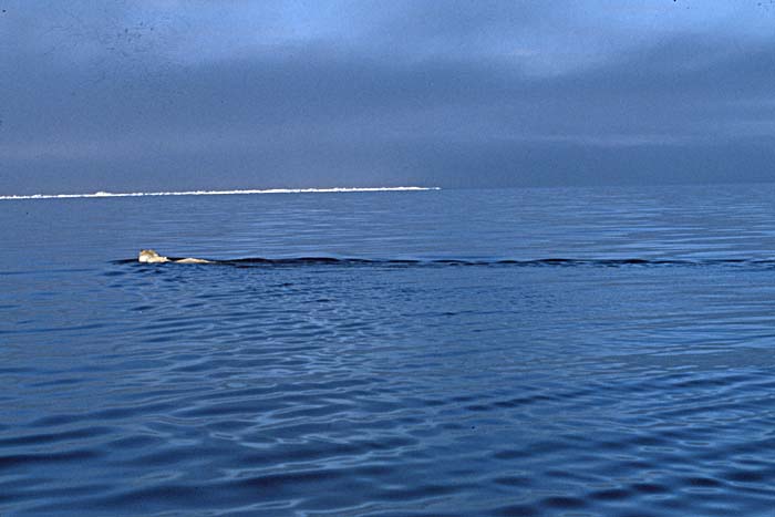 Arctic scenics. Nunavut to Norway.
