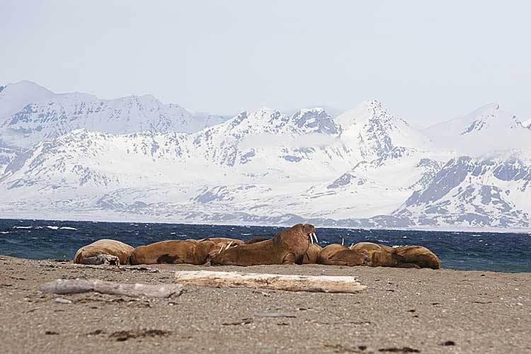 Atlantic Walrus (Odobenus rosmarus rosmarus)