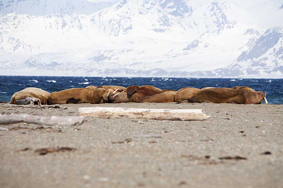 Atlantic Walrus (Odobenus rosmarus rosmarus)