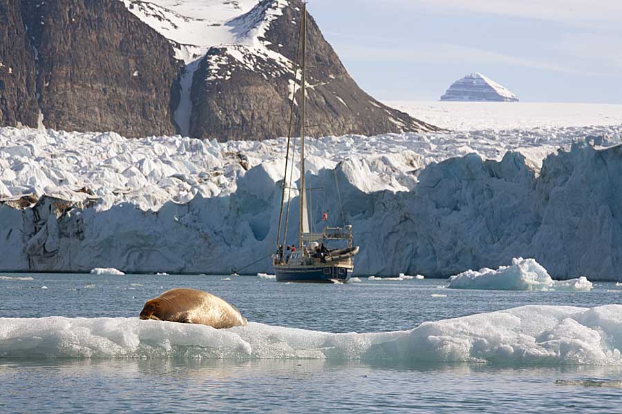 Bearded Seal (Erignathus barbatus)