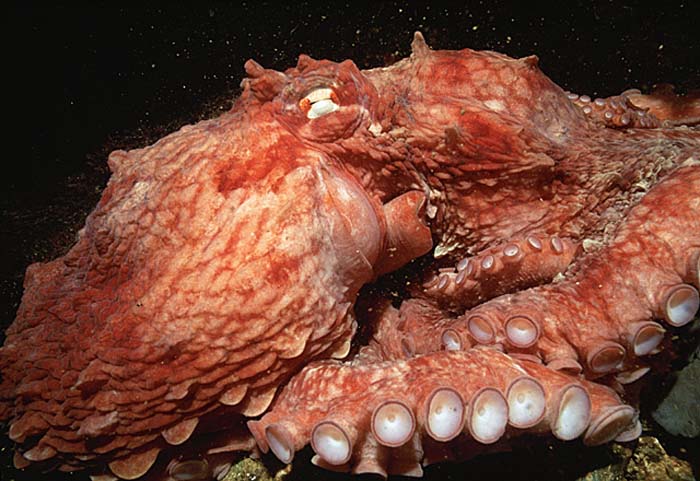 Giant North Pacific Octopus (Enteroctopus dofleini)
