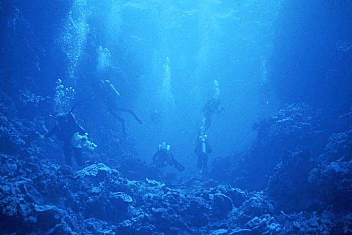 Diver
