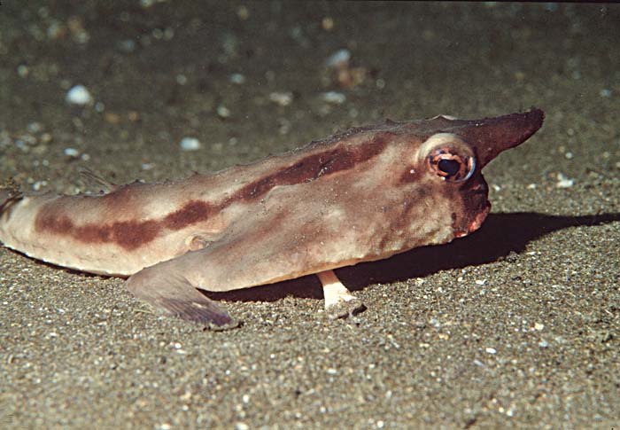 Red-lipped Batfish (Ogcocephalus darwini)
