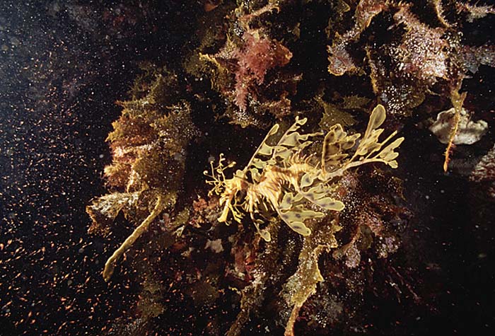 Leafy Seadragon (Phycodurus eques)