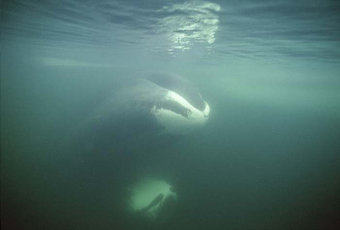 Bowhead Whale (Balaena mysticetus)