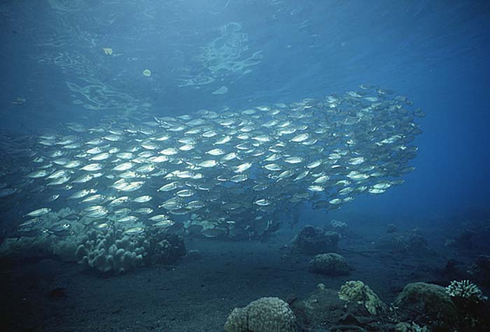 Underwater