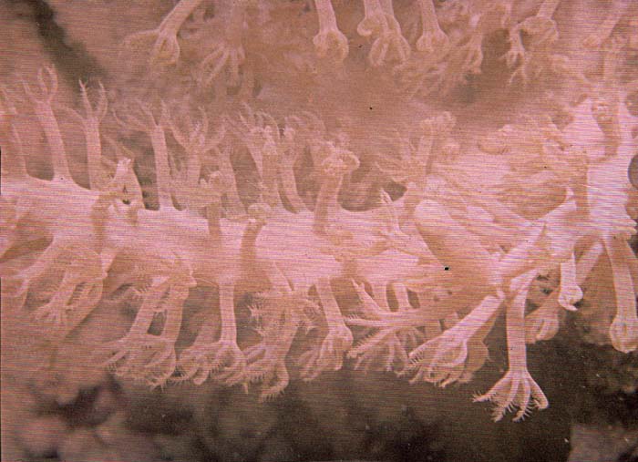 Underwater