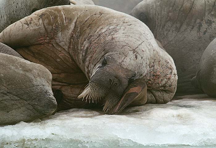 Atlantic Walrus (Odobenus rosmarus rosmarus)