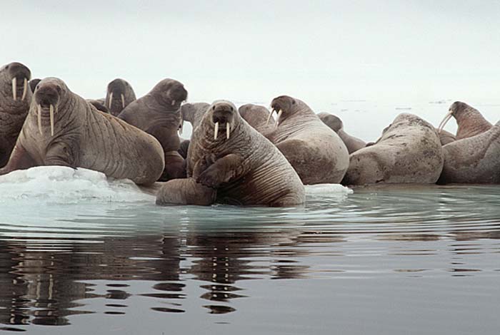 Atlantic Walrus (Odobenus rosmarus rosmarus)