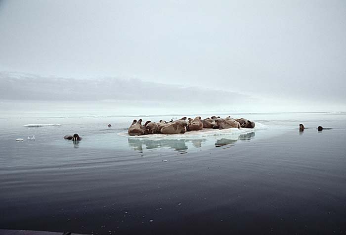 Atlantic Walrus (Odobenus rosmarus rosmarus)