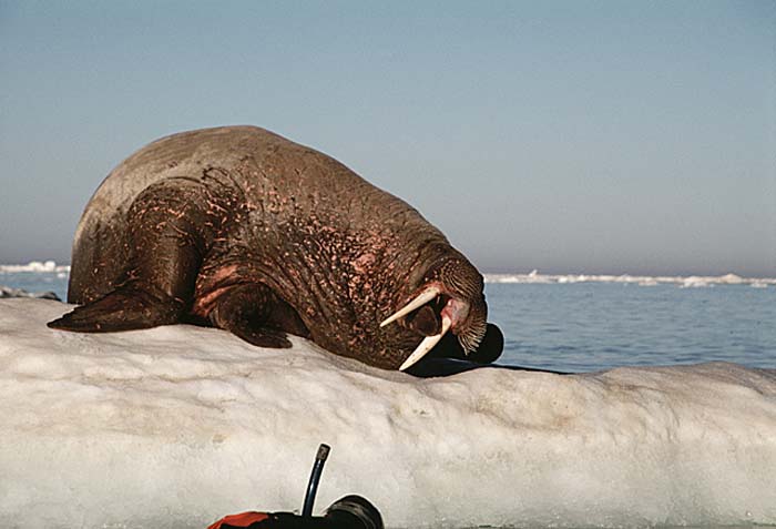 Atlantic Walrus (Odobenus rosmarus rosmarus)