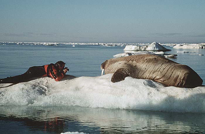 Atlantic Walrus (Odobenus rosmarus rosmarus)