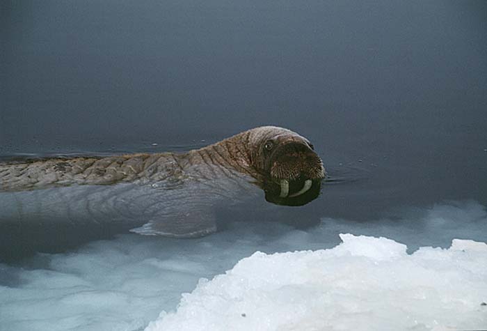 Atlantic Walrus (Odobenus rosmarus rosmarus)