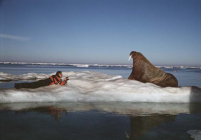 Atlantic Walrus (Odobenus rosmarus rosmarus)