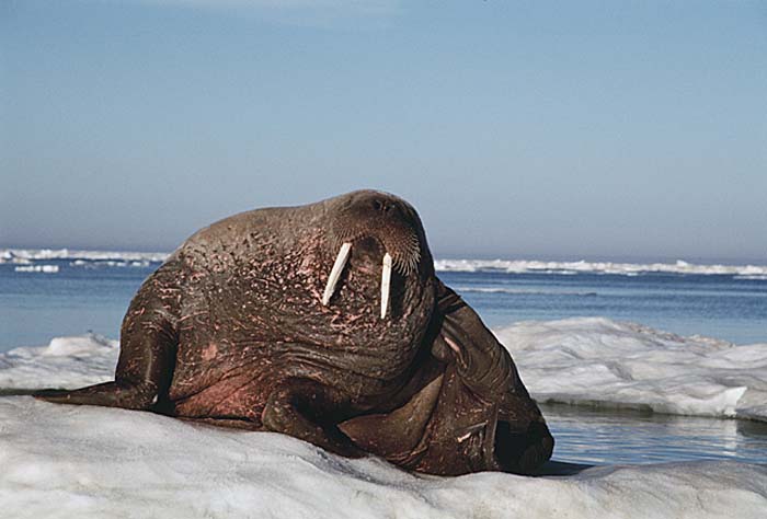 Atlantic Walrus (Odobenus rosmarus rosmarus)