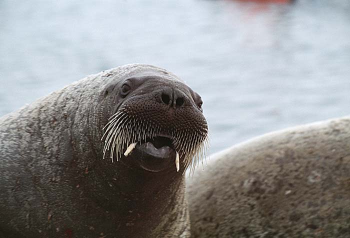 Atlantic Walrus (Odobenus rosmarus rosmarus)