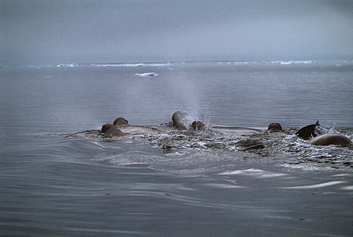 Atlantic Walrus (Odobenus rosmarus rosmarus)