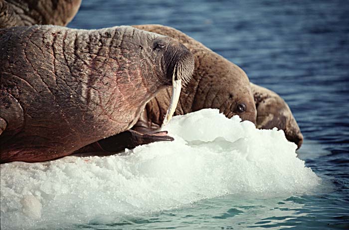 Atlantic Walrus (Odobenus rosmarus rosmarus)